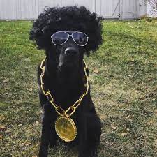 Dog Halloween Costume Rapper Mix Tape Money Chain Cute Puppy Black Labrador Retriever Funny Dog Names Dog Names Puppy Halloween Costumes