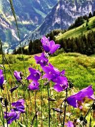 Swiss Alpine Flowers Alpine Flowers Wild Flowers Alpine Plants