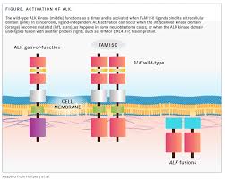 Image result for ALK Inhibitor