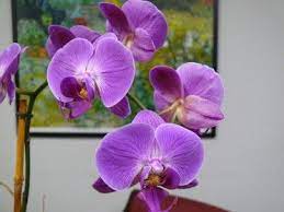 Orchid Phalaenopsis Easy To Care And Non Toxic For Cats And Dogs Phalaenopsis Orchid Cat Safe Plants Orchids