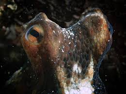 A filmmaker forges an unusual friendship with an octopus living in a south african kelp forest, learning as the animal shares the. My Octopus Teacher Is The Nature Film You Need To Watch Right Now