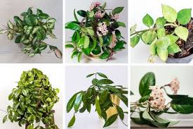 I didn't know it was a hoya, only a plant called wax plant because of the waxy looking flowers. 50 Beautiful Hoya Varieties Pictures Types Care Tips Smart Garden Guide