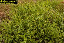 Image result for Rorippa