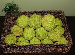 Osage orange as spider repellent. Osage Oranges Hedge Apples Osage Natural Spider Repellant
