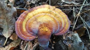 Image result for Ganoderma curtisii