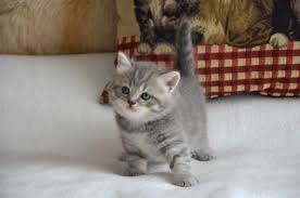 You can find our himalayan kittens at our upper west side location in new york city. Scottish Fold Munchkin Kitten For Sale Petfinder