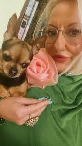 IRIS Prince summer vibes 🐾🐕‍🦺🦴👑☀️⛱💓 #pinchertoy #lovedogs #irisprince  #animalplanet