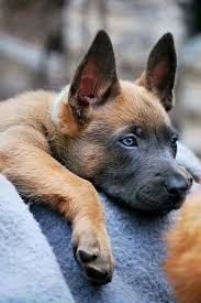 Pawsforpets Belgian Malinois Puppy Via Pinterest Malinois Puppies Malinois Dog Dogs