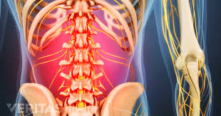 To learn more about the anatomy of the spine, watch this video. Back Muscles And Low Back Pain