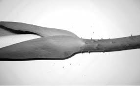 Image result for Anchomanes