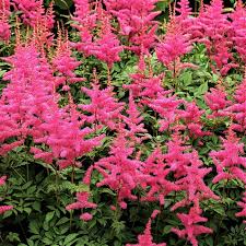 Butterflies, bees, and birds are frequent visitors to echinacea, and you can leave tall, sturdy flowers up over the winter for visual interest and food supplies. Astilbe Rheinland In 2021 Shade Tolerant Plants Shade Loving Shrubs Shade Perennials