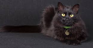 Big Black Cat Yellow Eyes What Are The Types Of Black Cat Breeds Black Cat Breeds Cat Breeds Cat Breeds With Pictures
