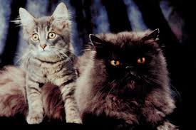 Since then it is a symbol of victory, pride, and courage. Pet Zodiac Signs Profile The Old Farmer S Almanac