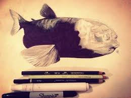 Barreleye Pencil Sharpie Whiteout 14x10 Inches R Art Sharpie Art Pencil