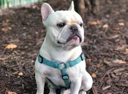 Check spelling or type a new query. French Bulldog Breed Information Guide Quirks Pictures Personality Facts Barkpost