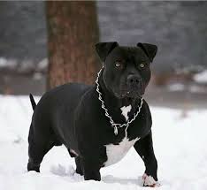 Is Your Big Pup A Strong Chewer Get Your Monthly Bullymake Box For Your Bully Click Here For Details Pitbull Terrier Scary Dogs Dogs