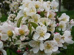 Maybe you would like to learn more about one of these? Malus Sargentii Tina