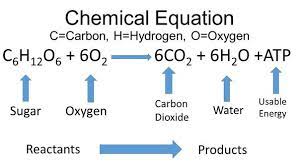 Cellular Respiration Formula Google Search Homeschool Science Cellular Respiration Cellular