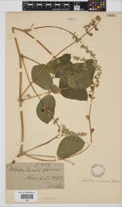 Image result for Neorautanenia mitis