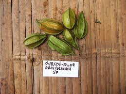 Image result for Aristolochia heppii