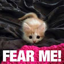 Ten Funny Animal Pictures That You Probably Can Relate To Very Funny Pics Cute Animals Cute Little Kittens Funny Animal Pictures