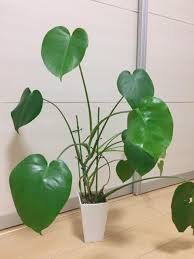 ズボラでも育てられる観葉植物5選 室内用のおすすめ植物を紹介 ゲーミングチェアおたく アツポンのブログ