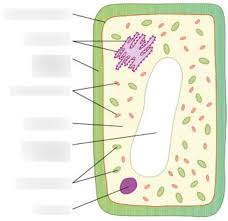 We did not find results for: B1 2 Animal And Plant Cells Label The Plant Cell Diagram Quizlet