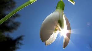 Der #frühling schleicht sich an: Erste Anzeichen Im Dezember Der Fruhling Kommt Immer Fruher N Tv De