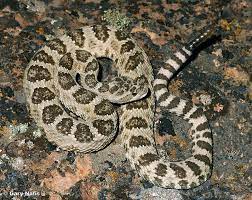 Great Basin Rattlesnake