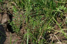 Image result for Ammannia baccifera