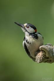 Bird With Red Neck And Head The Great Spotted Woodpecker Dendrocopos Major Is A Medium Sized Woodpecker Males And Young Birds Have Red Markin Spotted Woodpecker Woodpecker Little Birds
