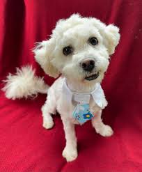 Poor little Shirley has had a really rough life. She lived with an elderly  lady who had way too many pets and not enough resources to properly care  for them. Shirley is