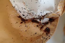 1,110 likes · 34 talking about this. Bedbugs Bagaimana Untuk Menghilangkan Selamanya Di Rumah