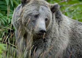 One Grizzly Bear Relocated In Wyoming While Two Others Killed In Montana  Near Yellowstone NP