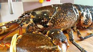 How To Prepare And Cook A Live Lobster 2 Thescottreaproject Live Lobster Cooking Cooking Dash