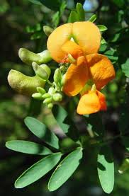 Image result for Tephrosia rhodesica