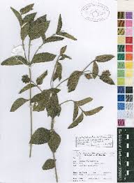 Image result for Aspilia pluriseta