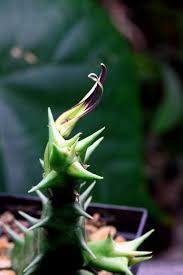 Image result for Orbea lugardii