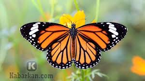 Kode alam kupu kupu masuk rumah. Kode Alam Kupu Kupu Masuk Rumah Dan Hinggap Di Tangan Primbon