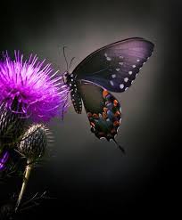 Beautiful Black And Purple Butterfly Beautiful Butterfly Beautiful Butterflies Butterfly Butterfly Flowers
