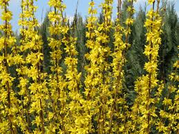 Forsythia X Intermedia Garden Express Forsythia Shrubs For Borders