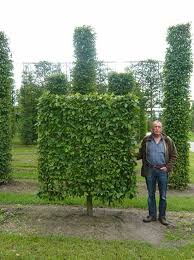 Carpinus Betulus Hainbuche Weissbuche Boden Spalier H 220 B 220 T 20 Stamm 40 Cm Gunstig Kaufen In 2020 Hainbuche Seite Garten Buchenhecke