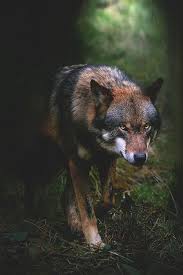 North American Wolf Said That A Human Could Be Brought Back From The Dead With An Arrow But The Coyote Thought The De With Images Wolf Love Animals Beautiful Wolf Spirit