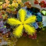 Image result for Nymphoides thunbergiana