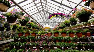 Wagners greenhouses welcome you to our garden centers located in minneapolis and hugo, where you'll find the highest quality plants, gardening products, decor and seasonal merchandise. Home Page Belgian Nursery