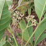 Image result for Vitex madiensis