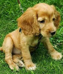 Beagle Cocker Spaniel Mix Black And Tan American Cocker Spaniel Breed Info Pictures Characteristics Hypoallergenic No Cocker Spaniel Mix Cocker Spaniel Breeds American Cocker Spaniel