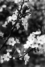 Black And White Photography Black And White Photography Photoshop Tutorial Adobe B W How To Tips Street In 2020 Fotografie Blumen Weisse Fotografie Blumen Schwarz Weiss