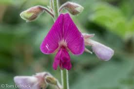 Image result for Tephrosia meisneri