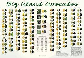 Big Island Avocados All 107 Varieties That Grow On The